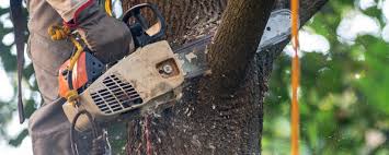Best Fruit Tree Pruning  in Denton, TX