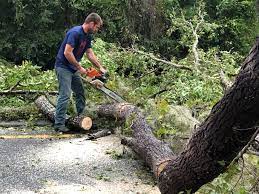 Best Weed Control  in Denton, TX