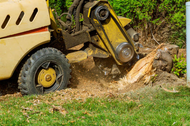 Seasonal Cleanup (Spring/Fall) in Denton, TX