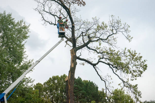 Best Emergency Tree Removal  in Denton, TX