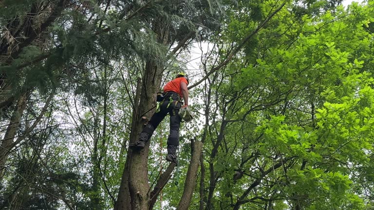 Denton, TX Tree Services Company