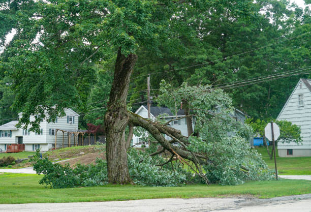 How Our Tree Care Process Works  in  Denton, TX