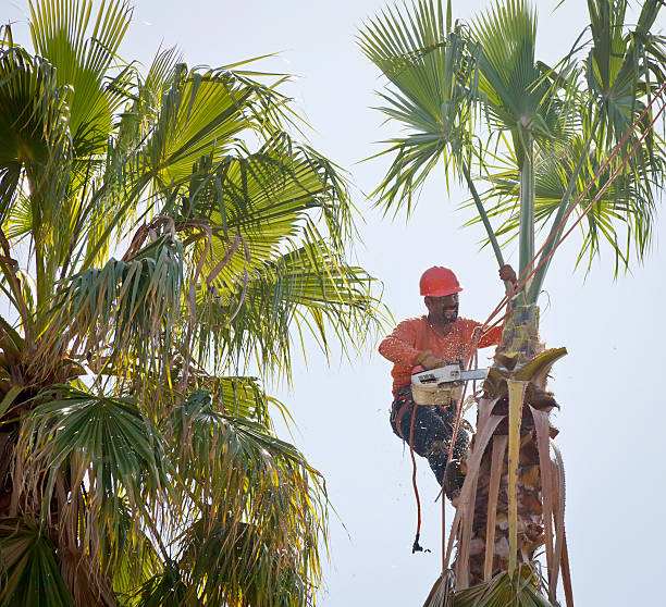 Best Tree Removal  in Denton, TX