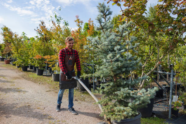 How Our Tree Care Process Works  in  Denton, TX