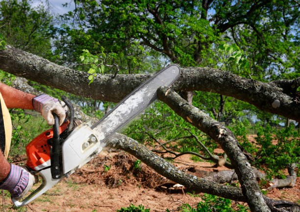 Best Root Management and Removal  in Denton, TX