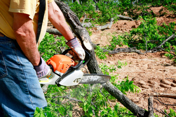 Best Tree and Shrub Care  in Denton, TX
